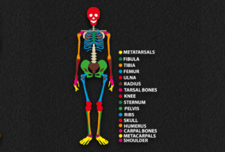 Skeleton (4m x 2.5m)