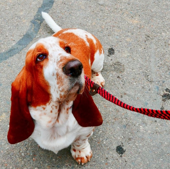 Basset hound on a leash looking up at the person off-camera holding it