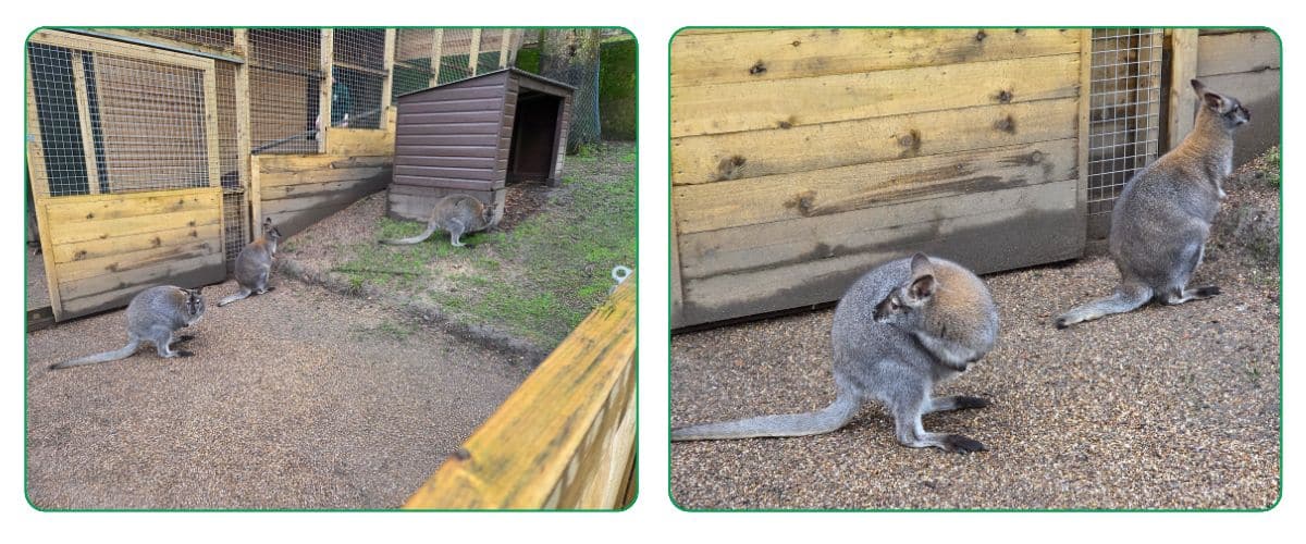 two images, both of wallabies in an enclose surrounded by timber housing structures, one image is a close up