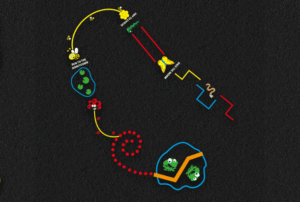 Mini Beast Trail