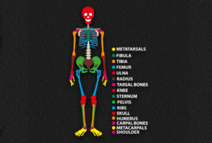 Skeleton (4m x 2.5m)