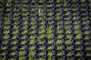 Grass Mats Surfacing