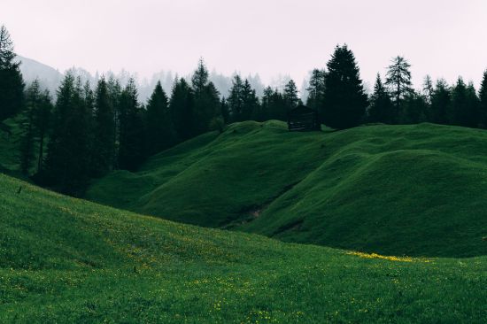 This  image shows a forest 